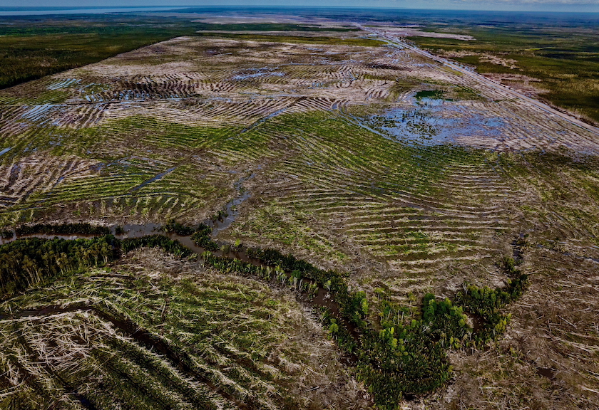 Deforestasi akibat pembukaan lahan untuk program cetak sawah dan energi PSN Merauke di Tanah Papua Dok. Gecko Project via Yayasan Pusaka