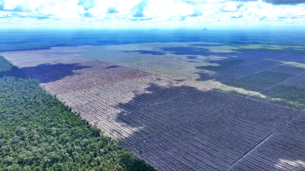 Hamparan lahan terbuka bekas penebangan hutan alam di konsesi PT Borneo International Anugerah, di Kabupaten Kapuas Hulu, Kalimantan Barat, didokumentasikan pada Juni 2025. Foto: Auriga Nusantara.