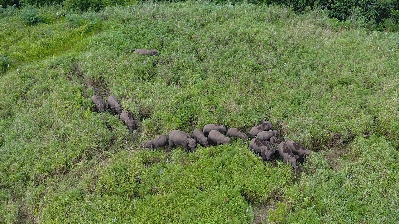 Kawanan gajah sumatra di Aceh. Dok. WWF-Indonesia