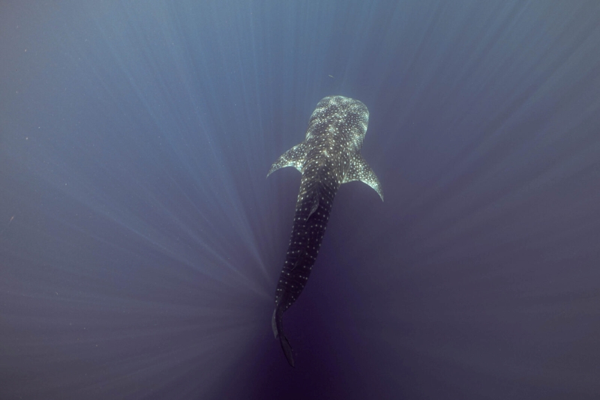 Hiu paus (Rhincodon typus) di perairan timur Indonesia. Dok. Konservasi Indonesia
