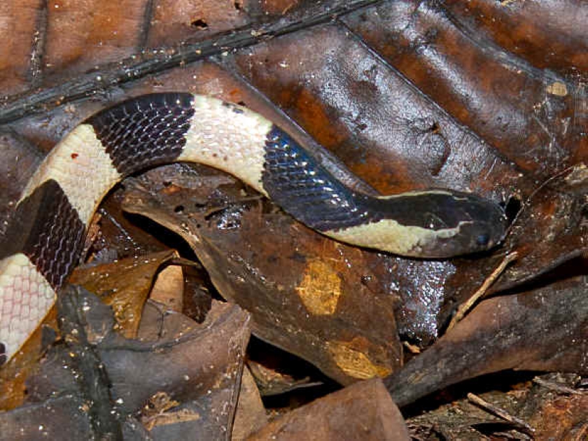 Ular krait berpita di Asia. Menurut studi terbaru dari WHO, adaptasi reptilia ini terhadap perubahan iklim akan mendorongnya berpindah habitat ke wilayah yang tidak terlalu panas, sehingga meningkatkan frekuensi kontak dengan manusia. Dok. Ecology Asia