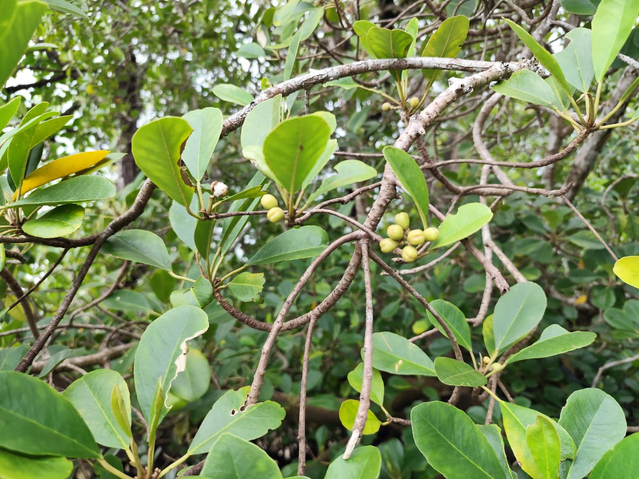 Para peneliti menemukan populasi mangrove langka di Teluk Balikpapan, Kalimantan Timur. Foto: BRIN.
