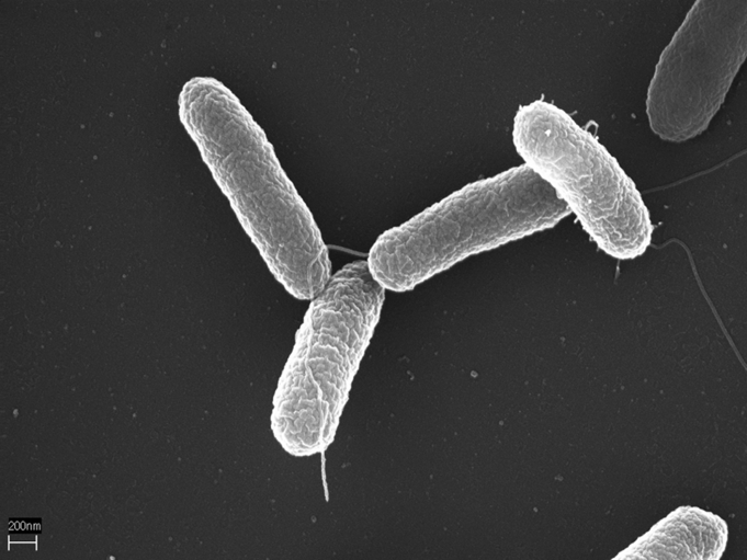 Patogen seperti salmonella semakin resisten seiring dengan peningkatan suhu dan perubahan pola hujan di seluruh dunia. Dok. Wikimedia Commons