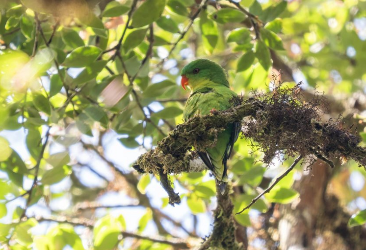 Spesies endemik burung nuri dahi biru yang sempat hilang kembali terlihat di Pulau Buru April lalu dalam sebuah ekspedisi. Dok. Birdlife International