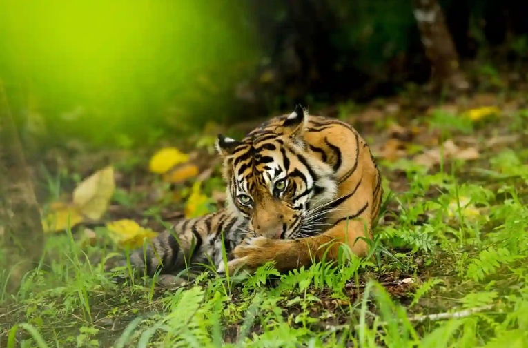Seekor Harimau Sumatra. Foto: HAkA