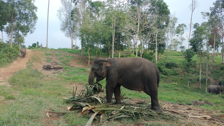 Gajah Sumatra di Pusat Informasi Konservasi Gajah (PIKG) Jambi. Foto: Geopix