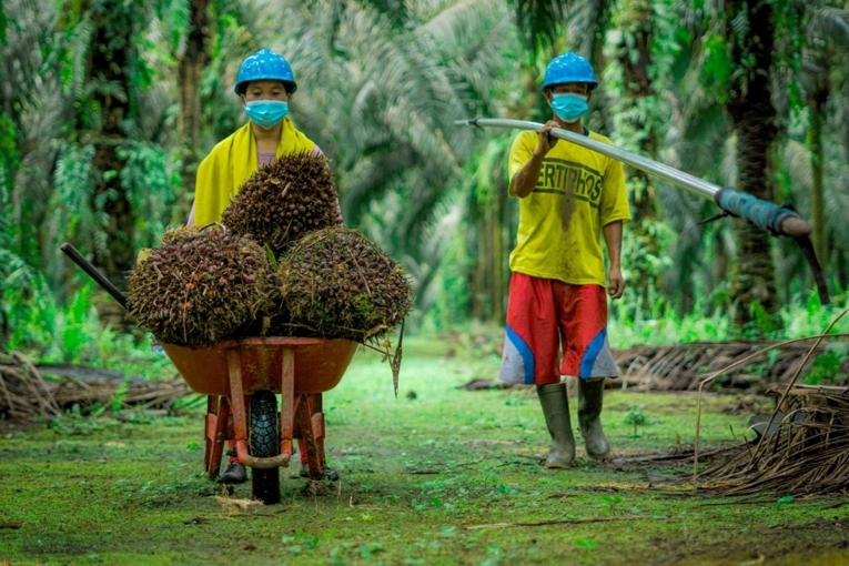 Petani sawit swadaya membutuhkan dukungan dari pemerintah untuk meningkatka produktivitas dan tata kelola legalitas lahan. Dok. Fortasbi