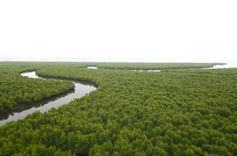 Hamparan hutan mangrove di pesisir utama Aceh. Dok. Rita Glaus/Selamatkan Hutan Hujan
