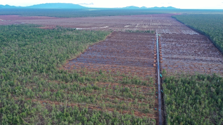 Deforestasi di PT Mayawana Persada di Kalimantan Barat pada 2024. Foto: Auriga Nusantara