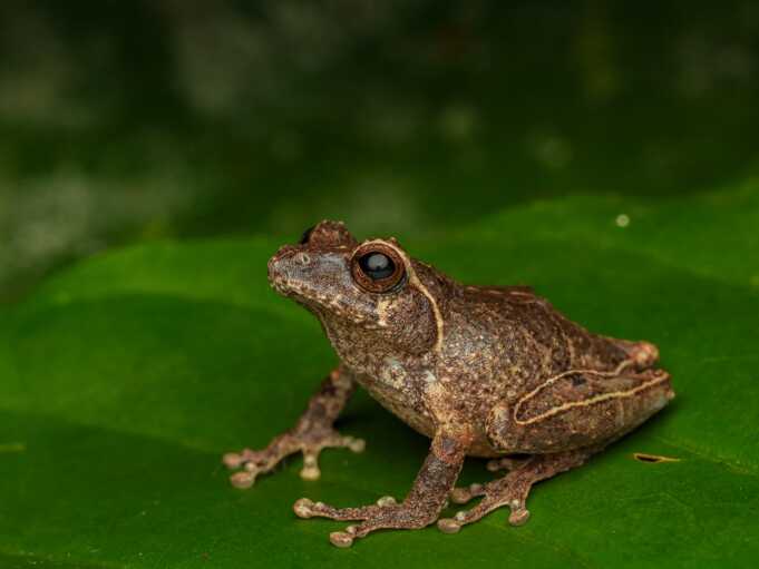 Philautus candrageni merupakan spesies baru katak semak yang ditemukan di kawasan Gunung Merapi, Yogyakarta. Foto: BRIN.
