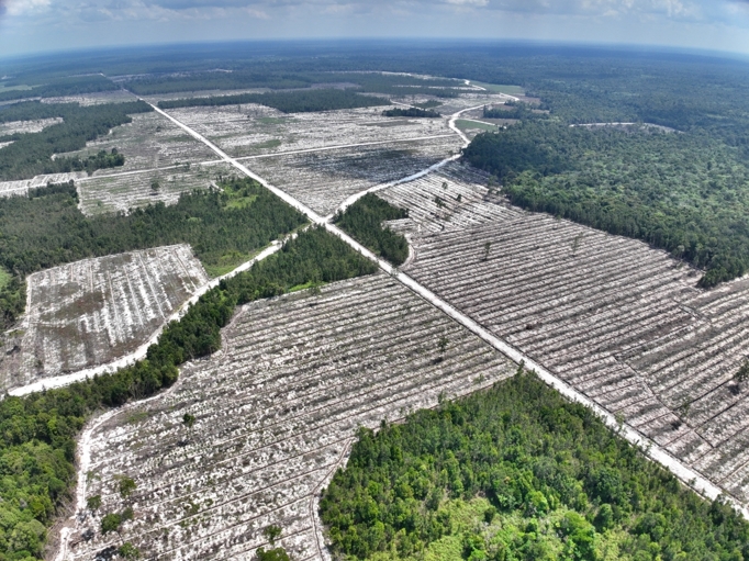 Tampak dari ketinggian areal terbuka diduga akibat penebangan hutan alam di dalam konsesi PT IFP, pada Juli 2025. Sumber: Auriga Nusantara.