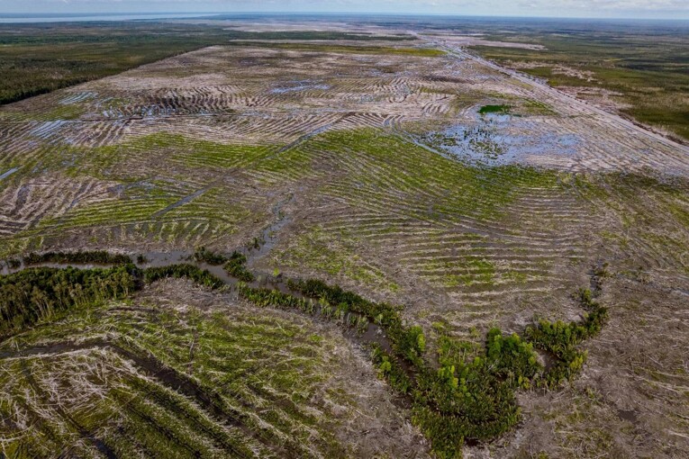 Deforestasi di kawasan PSN lumbung pangan dan energi Merauke, Papua Selatan. Dok. Pusaka Bentala Rakyat