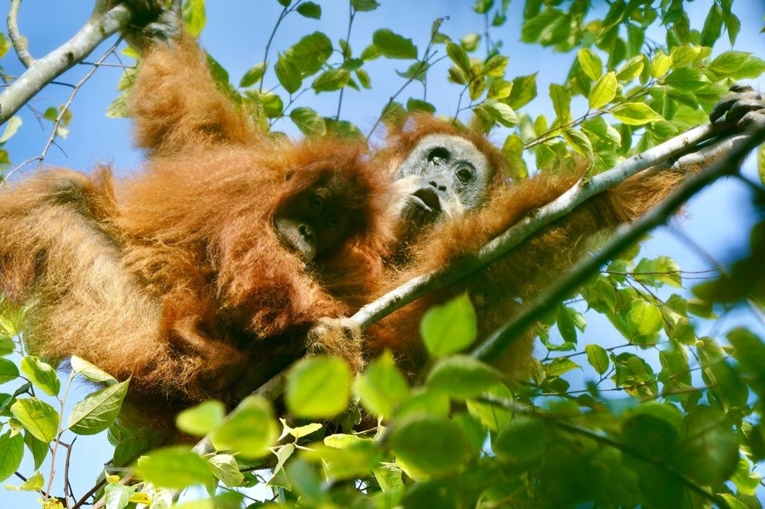 Orangutan tapanuli (Pongo tapanuliensis) yang buta sebelah bersama anaknya. Foto: Geopix