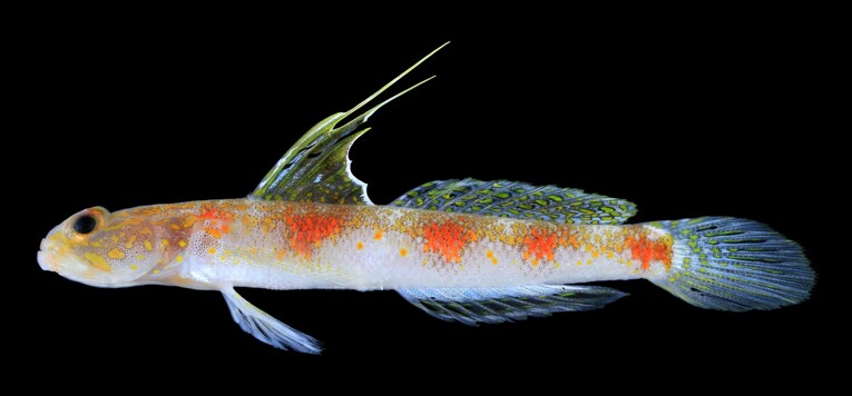 Tomiyamichthys oriens, Spesies baru ikan gobi udang yang ditemukan di Banyuwangi. Sumber: BRIN.