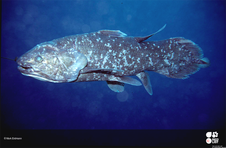 Sebanyak 18 ikan purba Coelacanth (Latimeria menadoensis) ditemukan di Sulawesi. Foto: Mark Erdman/IUCN RedList.