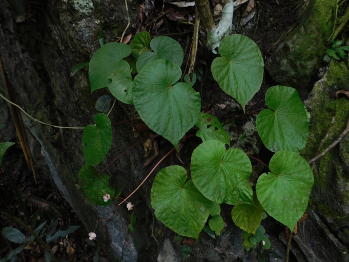 Foto Begonia hattae, spesies begonia baru yang ditemukan di Sumatera Barat. Sumber: BRIN.