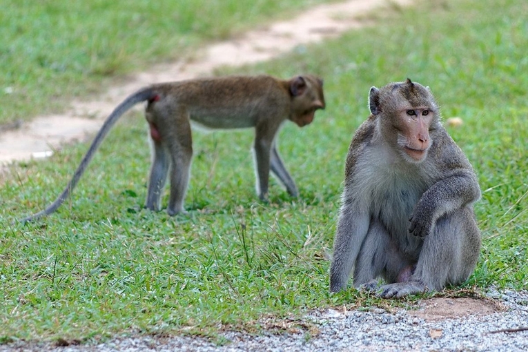 Spesies monyet ekor panjang berstatus terancam punah menurut IUCN, namun tidak dilindungi di Indonesia. Sumber: Jakub Halun/Wikimedia Commons