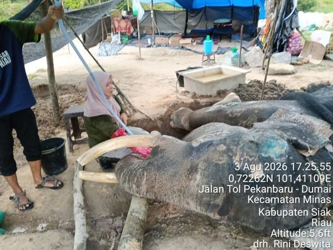 Gajah Jovi saat sedang dalam perawatan tim medis. Sumber: Balai Besar KSDA Riau.