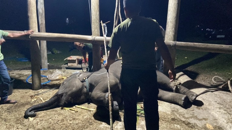 Gajah anakan betina bernama Yuna dinyatakan mati di Pusat Latihan Gajah (PLG) Saree, Aceh, pada Selasa (11/8/2026). Sumber: Kementerian Kehutanan.