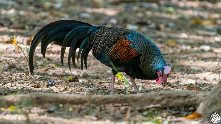 Ayam hutan hijau (Gallus varius) adalah salah satu spesies ayam hutan asli Indonesia. Sumber: mrflower_cn/iNaturalist.