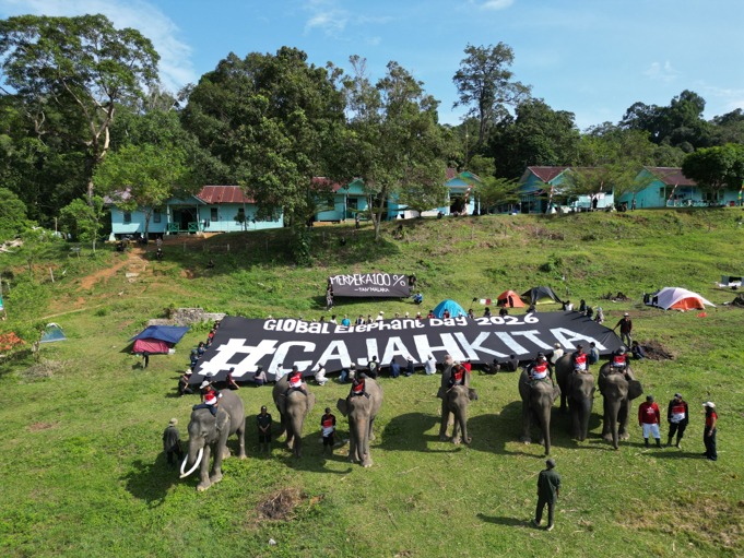 Gajah sumatera PKG Seblat ikut melakukan formasi bersama para peserta Elephant Camp 2026 di TWA Seblat. Foto: Koalisi Bentang Seblat.