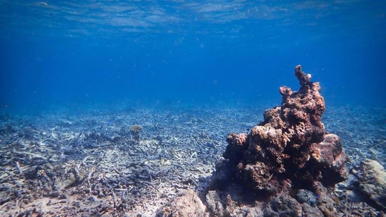 Terumbu karang yang rusak akibat penangkapan ikan menggunakan bom di perairan Spermonde, Sulawesi Barat. Foto: Tim Lamont.
