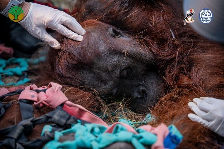 Orangutan kalimantan bernama Sampurna diberi pertolongan pertama, saat ditemukan lemas di kebun sawit di Ketapang, Kalimantan Barat. Sumber: YIARI.
