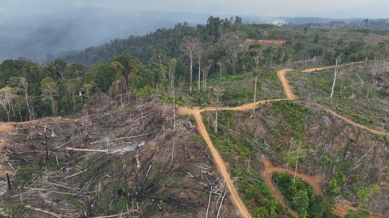 Tampak bekas perambahan kawasan hutan untuk perkebunan sawit di Bentang Alam Seblat. Sumber: Koalisi Bentang Seblat.