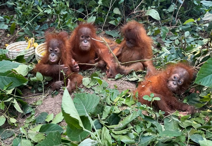 Lima bayi orangutan ditemukan di Odisha, India, 8 September 2026. India bukan habitat asli orangutan. Sumber: Odisha Forest Department