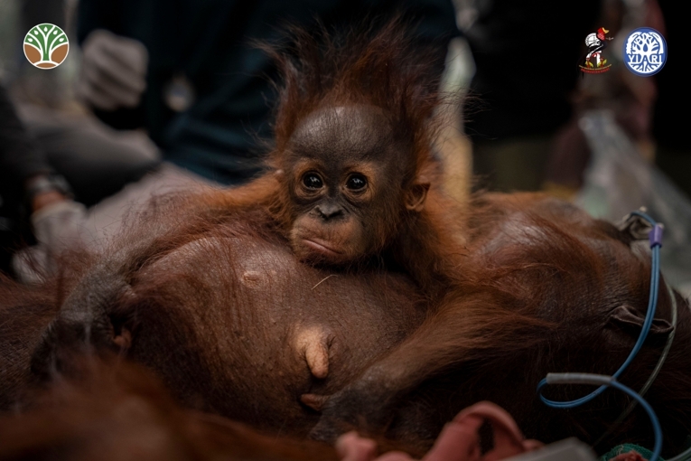 Kondisi orangutan Penja sesaat setelah diselamatkan di Kayong Utara. Sumber: YIARI.