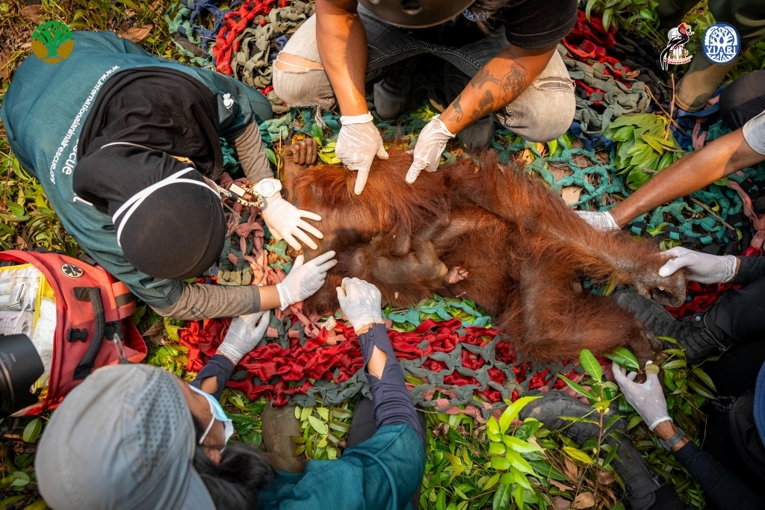 Sepasang induk dan anak orangutan diselamatkan dari perkebunan sawit di Desa Pelang, pada 18 Septemebr 2026. Sumber: YIARI.