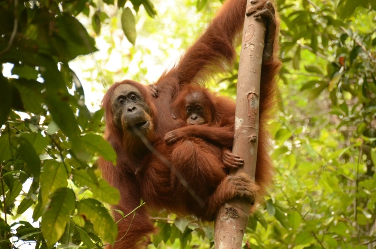 Orangutan menghabiskan 8 tahun bersama induknya untuk mempelajari keterampilan penting agar dapat bertahan hidup. Sumber: Guilhem Duvot/Proyek SUAQ.