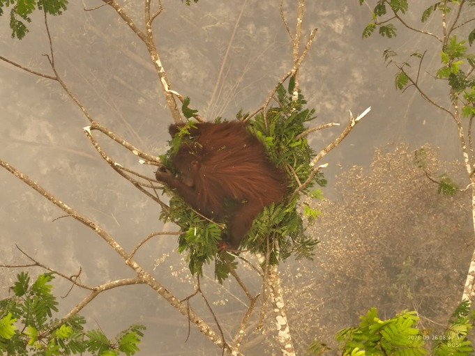 Orangutan Novita tampak berdiam di dahan pohon di lokasi kebakaran di Kalteng. Sumber: BOSF/BKSDA Kalteng.