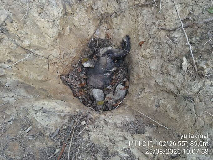 Anak gajah yang mati di area konsesi PT LAJ. Foto: Geopix