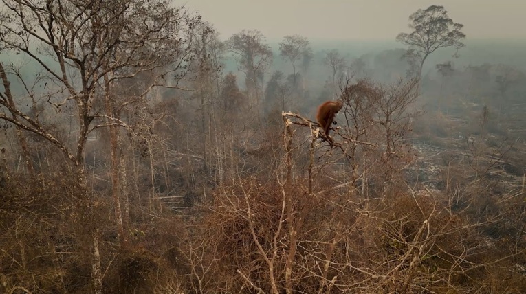 Tampak satu orangutan bertahan hidup di areal HCV perusahaan perkebunan sawit yang terbakar di Ketapang, pada 23 September 2026. Sumber: YIARI.