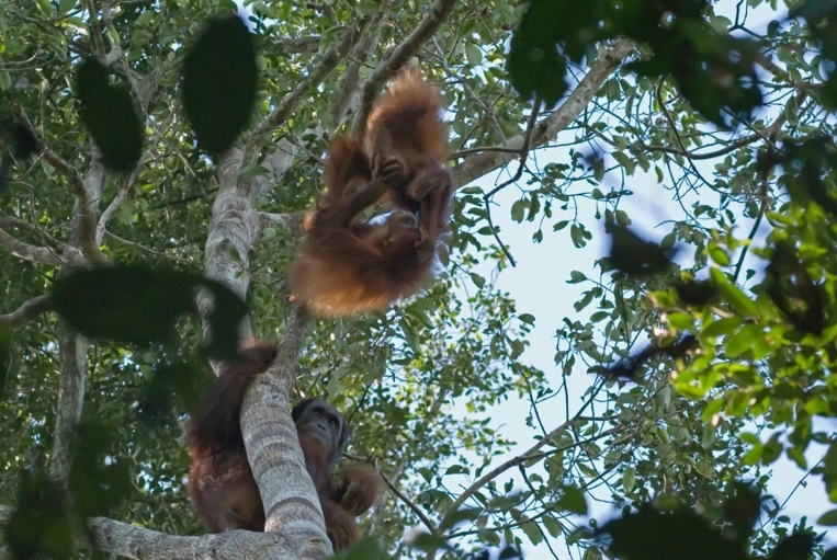 Induk orangutan mengamati anaknya yang sedang bermain bersama anak orangutan lainnya. Sumber: Proyek Penelitian Orangutan Tuanan – Mure Wipfli/UZH.