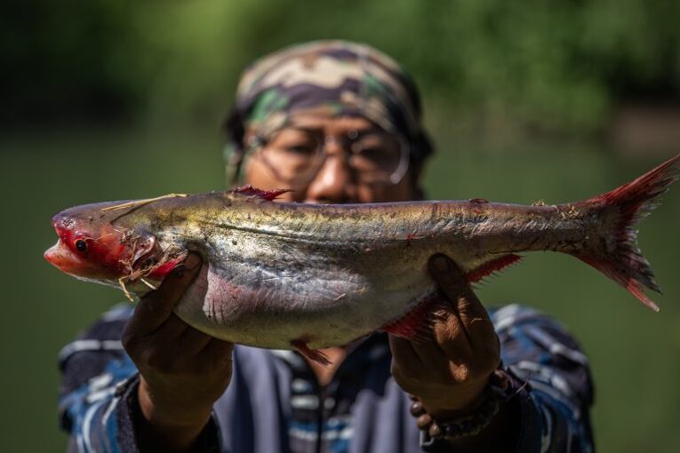 Ikan jenis jendil yang ditemukan dalam sensus ikan Kali Surabaya oleh Ecoton, pada 12-13 September 2026. Sumber: Ecoton.