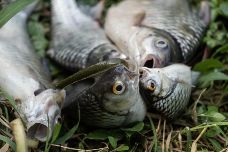 Beberapa ikan yang ditemukan dalam sensus Kali Surabaya 2026 oleh Ecoton. Sumber: Ecoton.