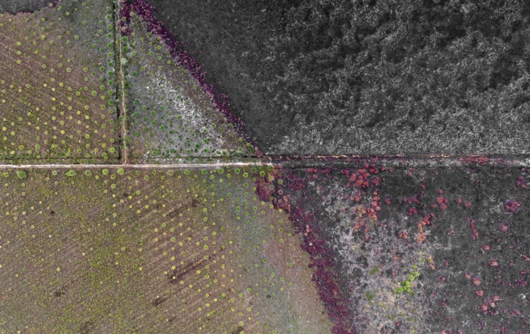 Temuan kebakaran hutan dan lahan di areal PT Monrad Intan Barakat, September 2026. Sumber: Walhi Kalimantan Selatan.
