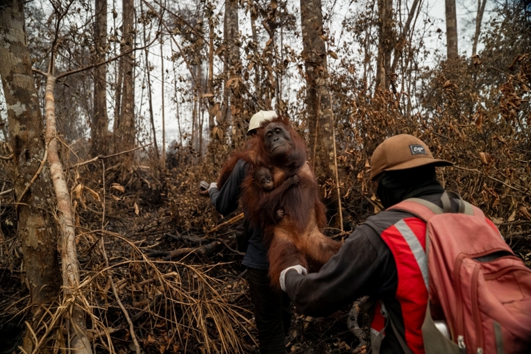 Personel tim YIARI saat menggendong sepasang induk dan anak orangutan yang diselamatkan dari areal HCV PT KAL, pada 16 September 2026. Sumber: YIARI.