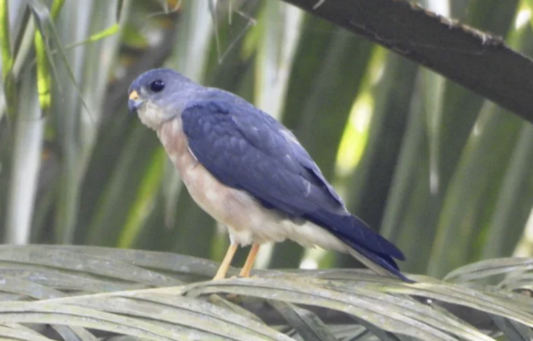 Burung elang-alap cina (Accipiter soloensis), salah satu spesies burung migran yang singgah di Hutan Paseban, Megamendung, Bogor. Sumber: Komiu