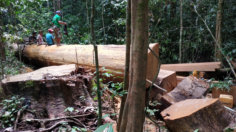 Penebangan pohon di hutan dilakukan dengan sistem
