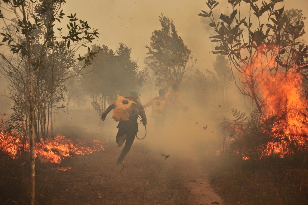 Beberapa relawan pemadaman kebakaran berlari memasuki areal yang terbakar di Taman Nasional Tanjung Puting, Oktober 2015 lalu. Foto: Raden Ariyo Wicaksono/Betahita,id