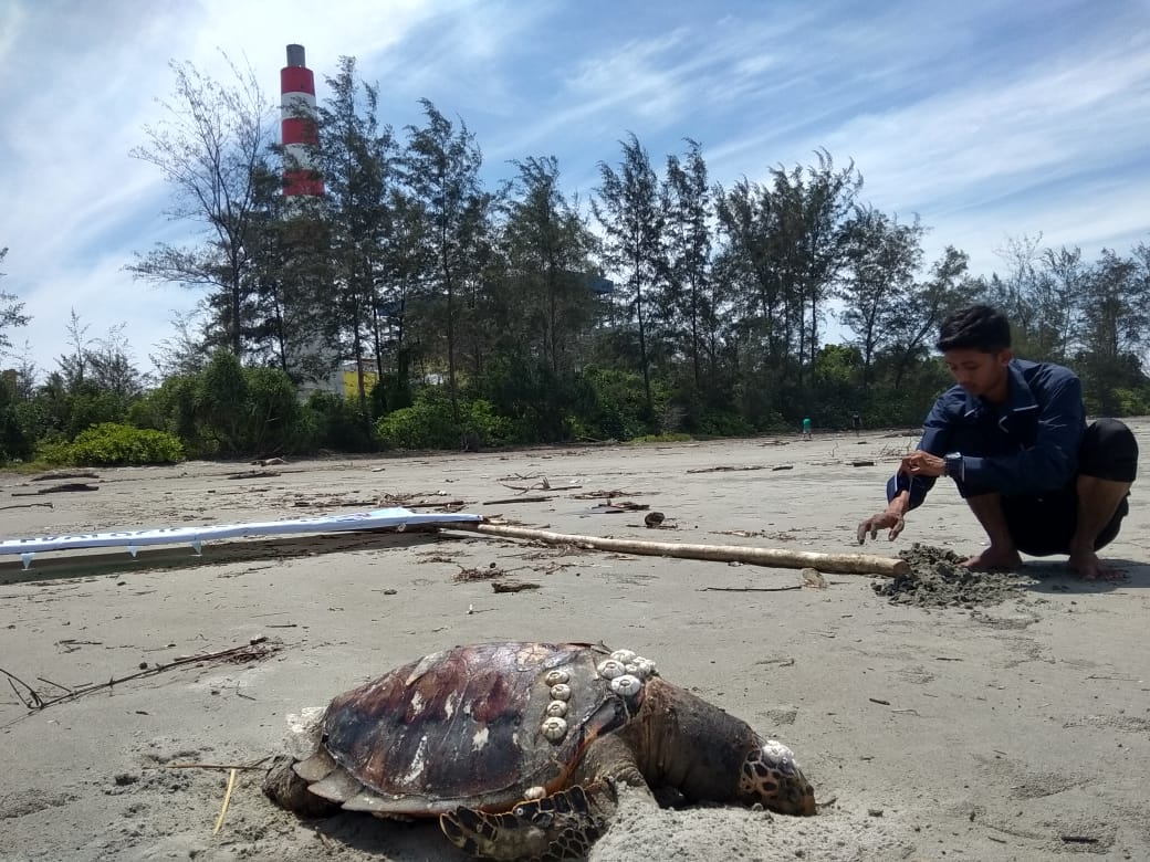 Salah satu penyu yang ditemukan mati di pantai sekitar PLTU Teluk Sepang Bengkulu, 1 Januari 2020 kemarin./Foto: Dokumentasi Kanopi Bengkulu