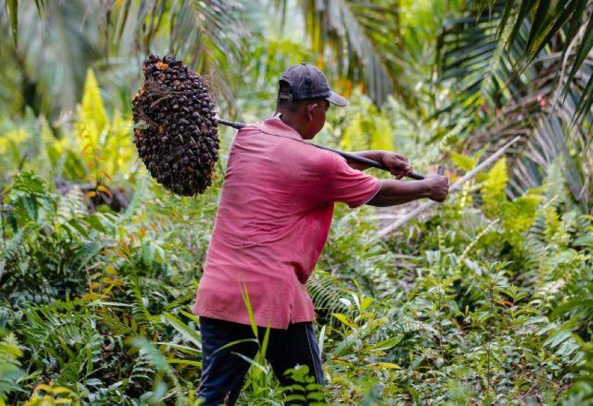 Ilustrasi seorang petani sawit memanggul tandan buah segar. Foto: WRI Indonesia. 