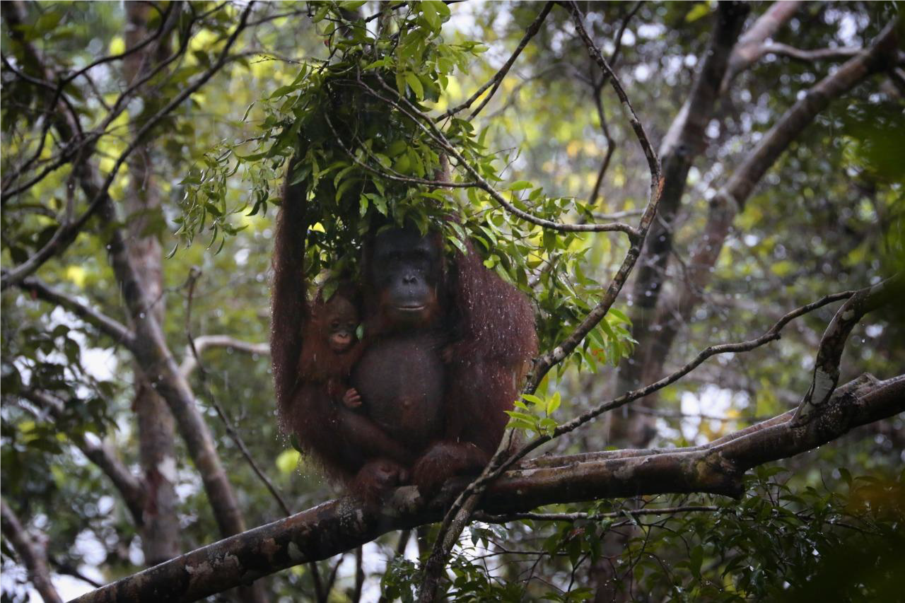 Orangutan Linda bersama dua bayi kembar yang dilahirkannya berhasil didokumentasikan di TN Tanjung Puting./Foto: Efan Ekananda