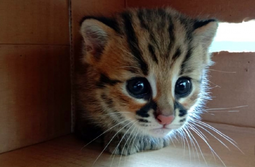 Betahita  Anak Kucing Hutan Ditemukan Masuk Kebun Warga di Sukabumi