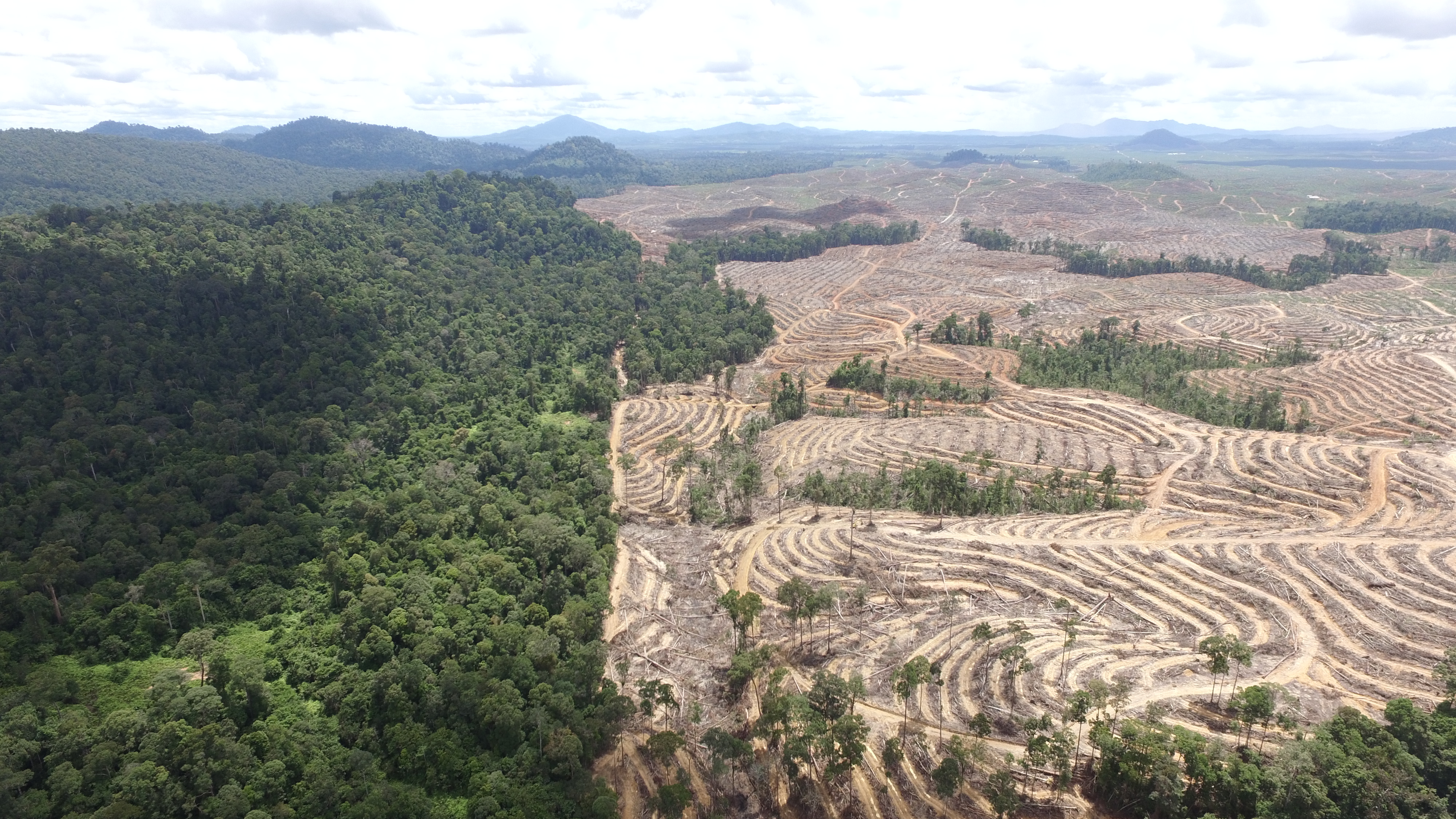 Tampak dari ketinggian sebagian hutan di wilayah adat Kinipan telah terbabat untuk perkebunan sawit PT SML./Foto: Betahita.id 