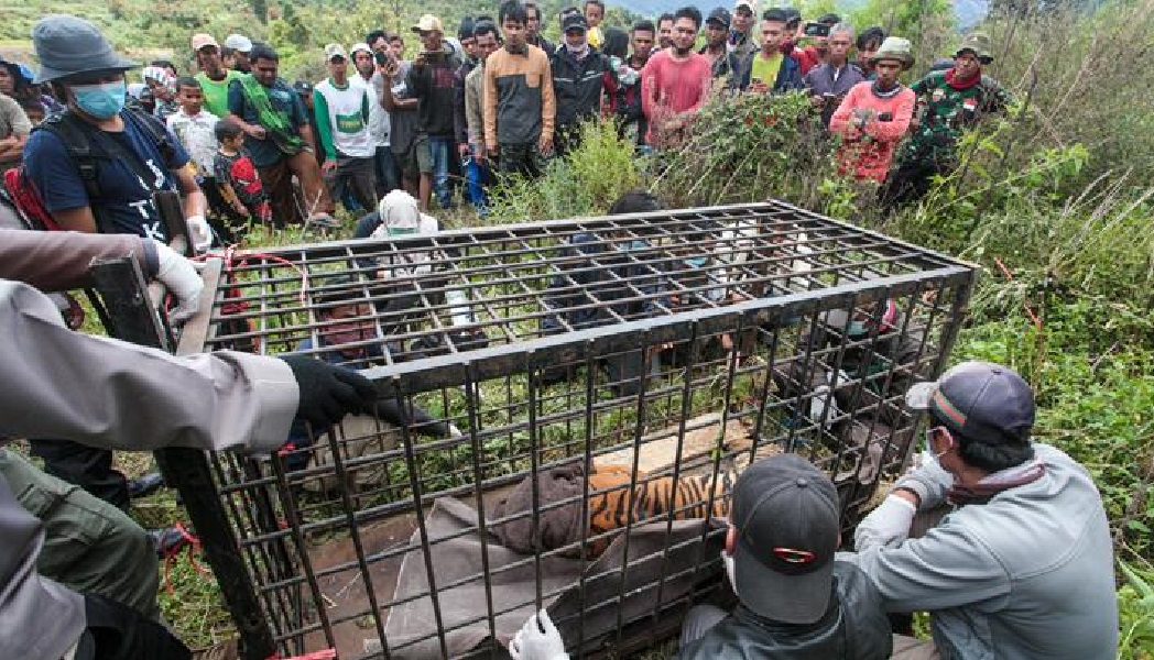 Petugas BKSDA bersama masyarakat melihat kondisi Harimau Sumatera yang masuk perangkap di Jorong Rawang Gadang, Kabupaten Solok, Sumatera Barat, Ahad, 6 Desember 2020  ANTARA/Adi Prima