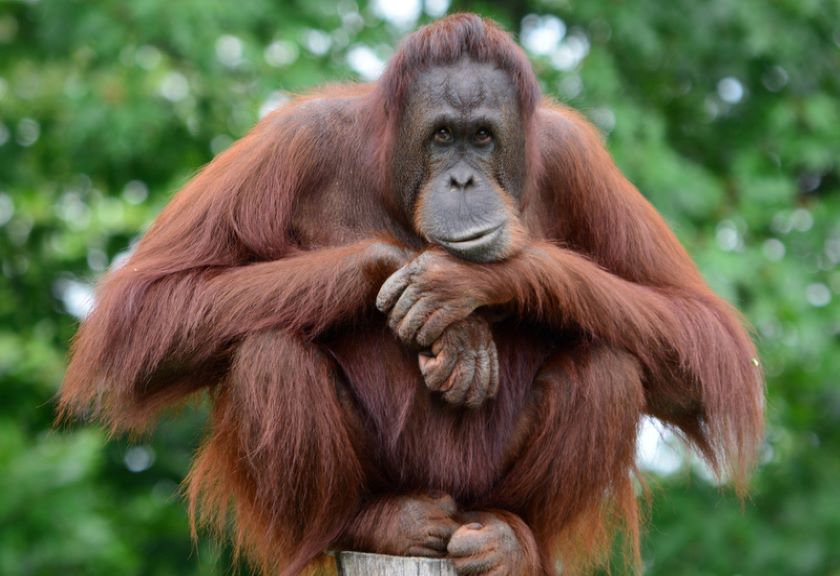 Betahita | Tiga Spesies Orangutan Indonesia, Begini Ciri Khasnya